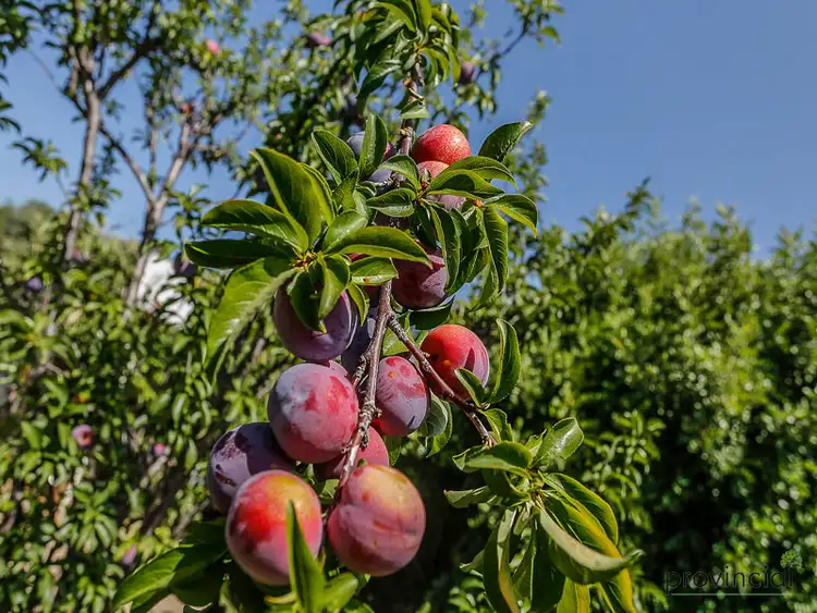 Sixth view of Homely house listing, 49 Glyde Road, Lesmurdie WA 6076