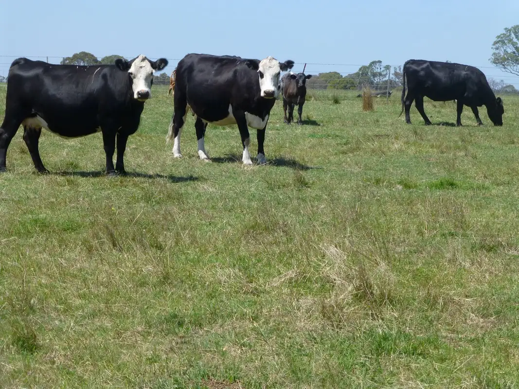 Main view of Homely rural property listing, 1040 Boundary Road, Lindenow South VIC 3875
