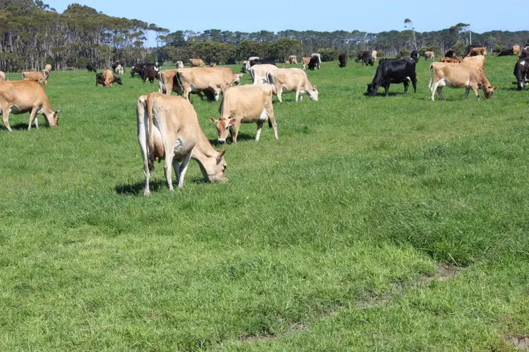 Third view of Homely rural property listing, 100 Park Road, Togari TAS 7330