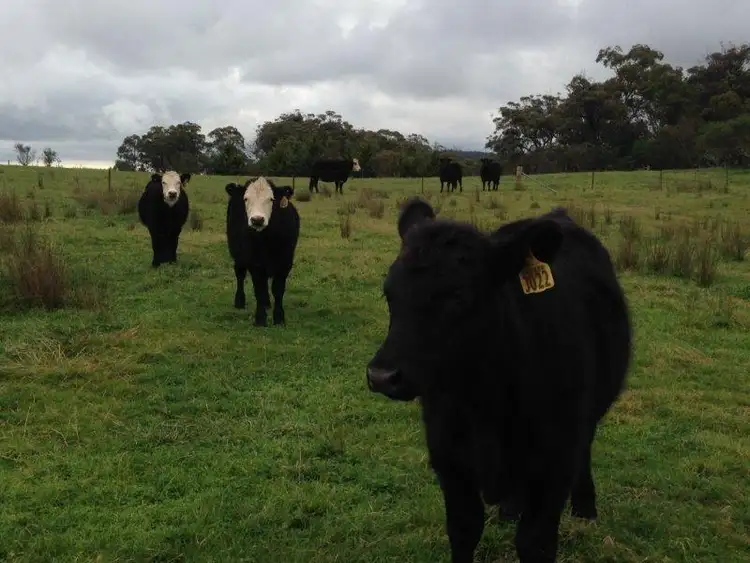 Fifth view of Homely rural property listing, Lot 4 1971 Towrang Rd, Goulburn NSW 2580
