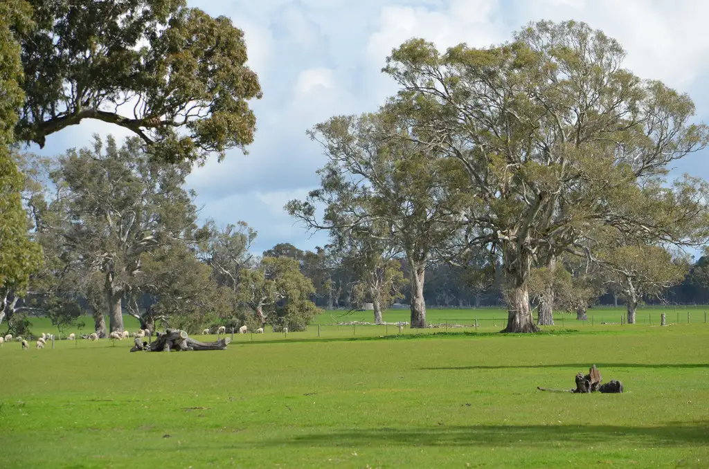 Main view of Homely rural property listing, Section 398 Jessie Road, Naracoorte SA 5271