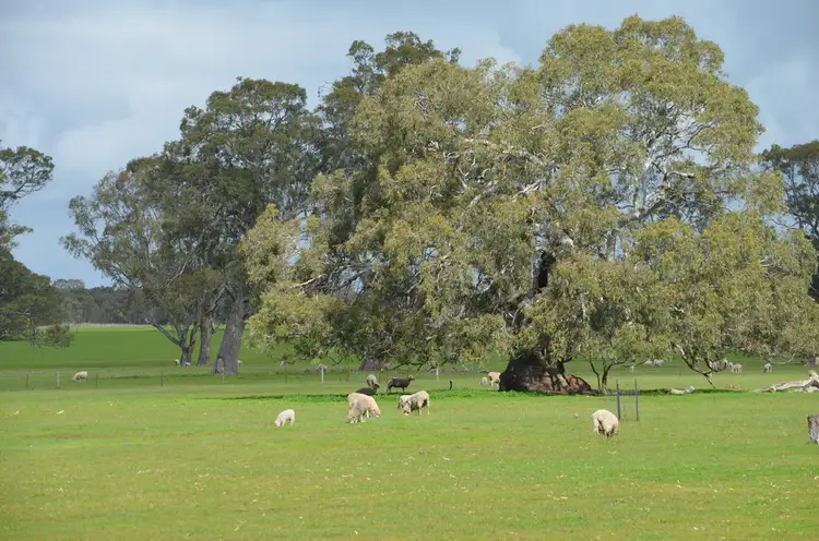 Sixth view of Homely rural property listing, Section 398 Jessie Road, Naracoorte SA 5271
