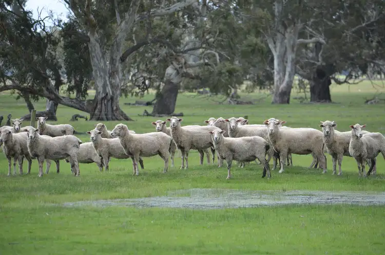 Seventh view of Homely rural property listing, Section 398 Jessie Road, Naracoorte SA 5271