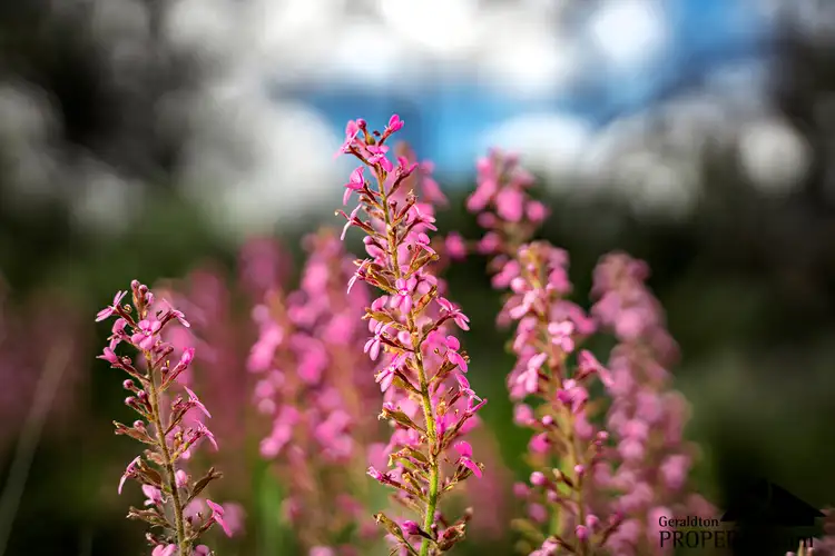 Sixth view of Homely land listing, Lot 61 North West Coastal Highway, Bowes WA 6535