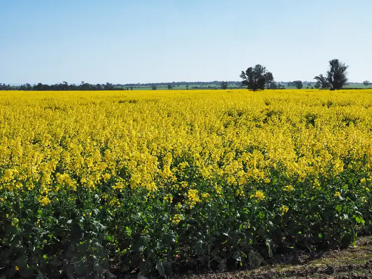 Fourth view of Homely rural property listing, 0 Stawell - Avoca Road, Greens Creek VIC 3387