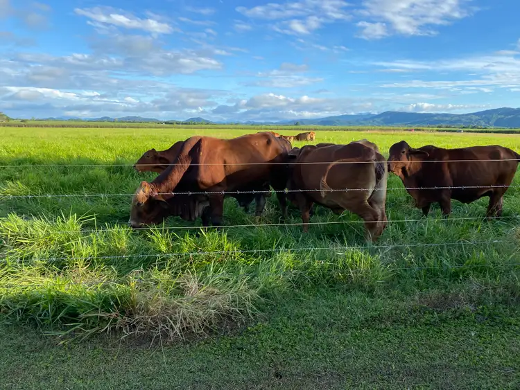 Second view of Homely rural property listing, 24 Martyville Road, Martyville QLD 4858