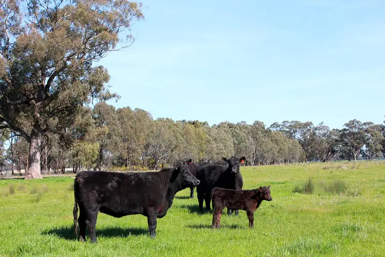 Lot 20 Kellys Lane, Violet Town VIC 3669
