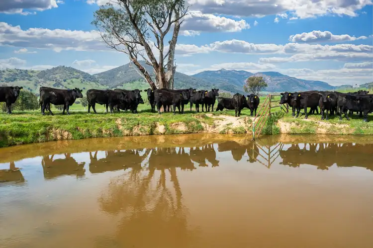Seventh view of Homely rural property listing, 1985 Cudgewa Bluff Road, Walwa VIC 3709