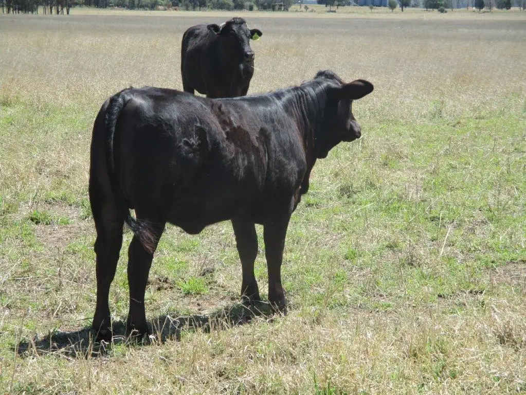 Main view of Homely rural property listing, 630 ACRES CATTLE GRAZING, Jandowae QLD 4410