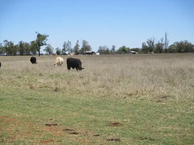 Third view of Homely rural property listing, 630 ACRES CATTLE GRAZING, Jandowae QLD 4410
