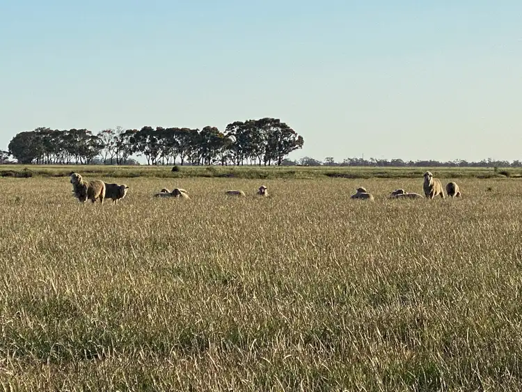 Sixth view of Homely rural property listing, 14 YALOKE ROAD, Deniliquin NSW 2710