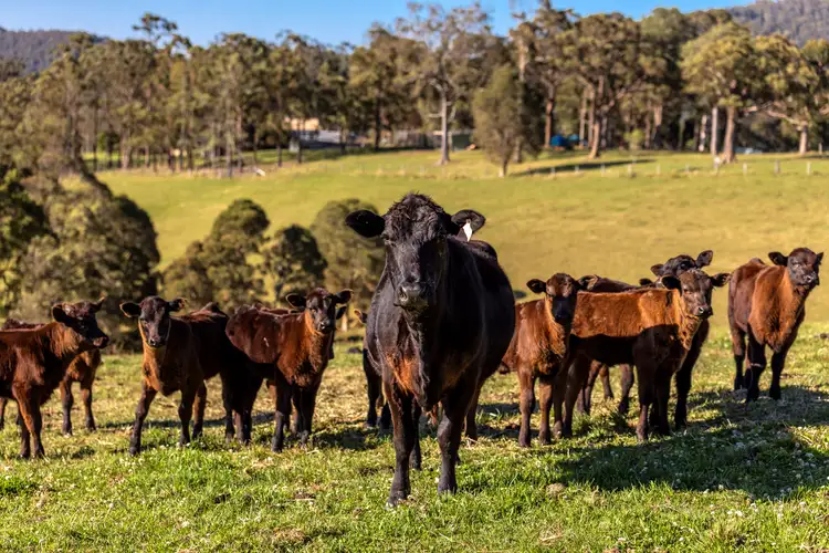 Third view of Homely rural property listing, 18 Wattley Hill Road, Wootton NSW 2423
