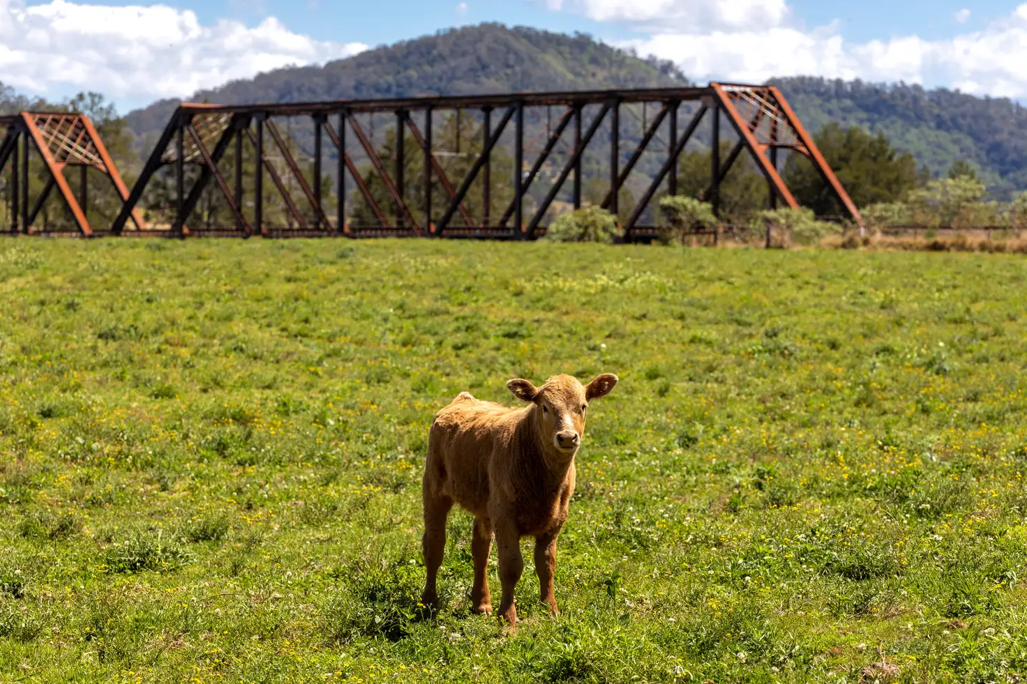 Main view of Homely rural property listing, 1553 Nowendoc Road, Mount George NSW 2424