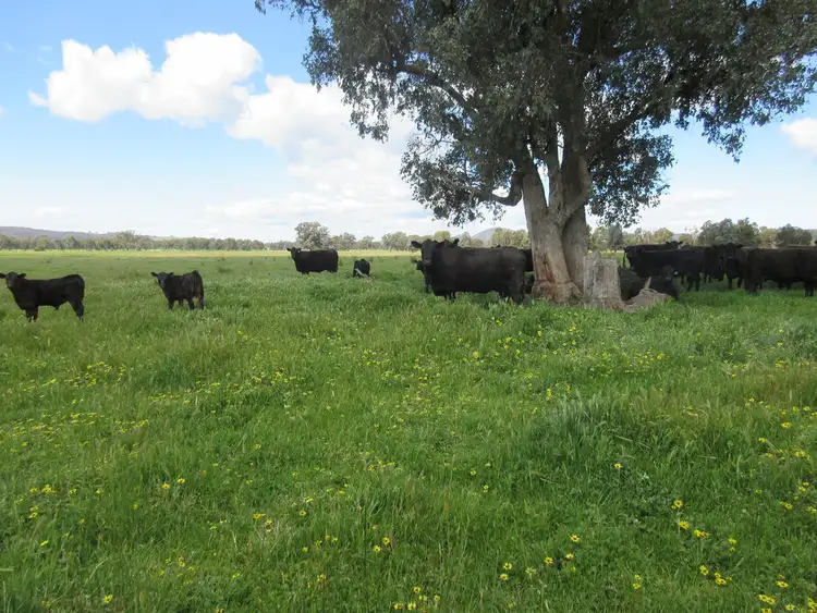 Second view of Homely rural property listing, 0 Molyullah-Tatong Road, Molyullah VIC 3673