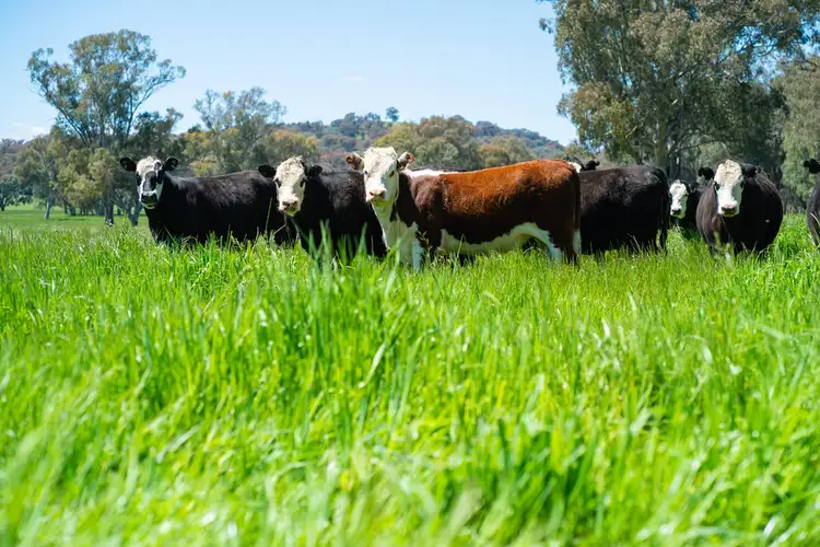 Fourth view of Homely rural property listing, 749 CARBOOR-EVERTON ROAD, Markwood VIC 3678