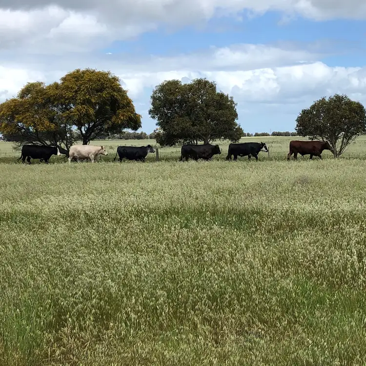 Second view of Homely rural property listing, 10456 Riddoch Highway, Naracoorte SA 5271
