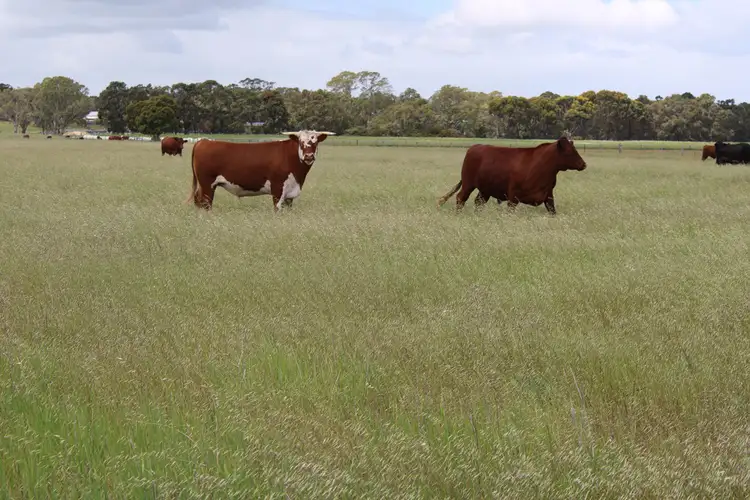 Fifth view of Homely rural property listing, 10456 Riddoch Highway, Naracoorte SA 5271