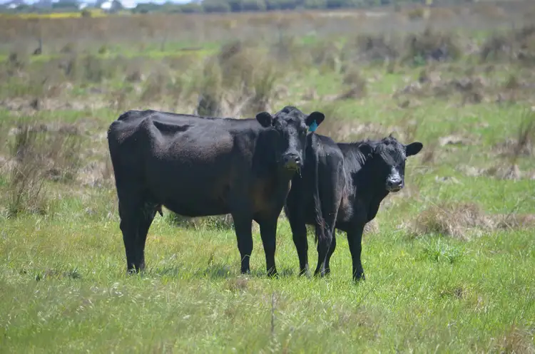 Fourth view of Homely rural property listing, 1032 CAPE JAFFA ROAD, Kingston Se SA 5275