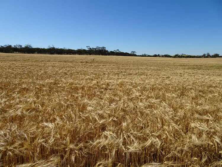 Sixth view of Homely rural property listing, Lot 804 Shaddick Road, East Pingelly WA 6308
