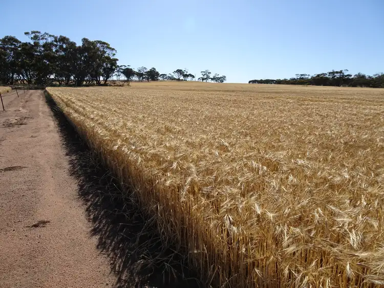 Seventh view of Homely rural property listing, Lot 804 Shaddick Road, East Pingelly WA 6308