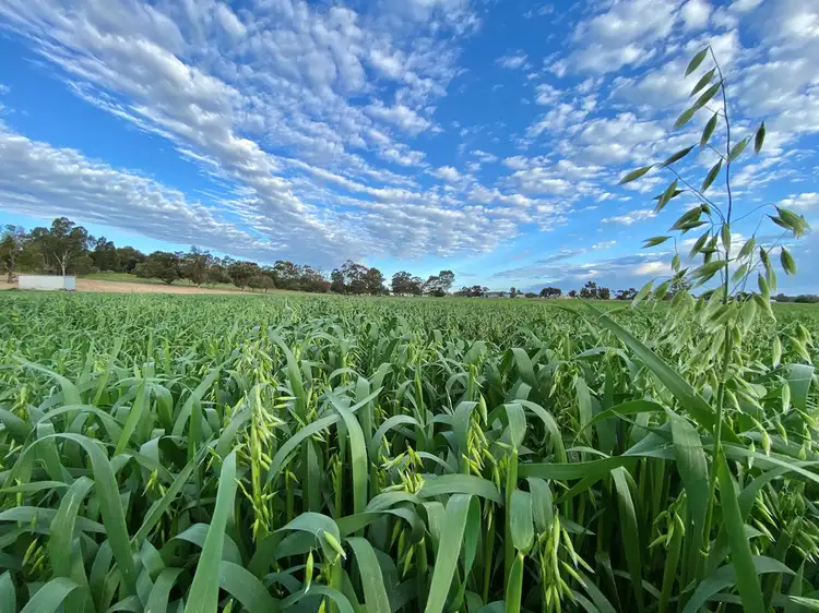 Third view of Homely rural property listing, 88 Carthy's Road, Naracoorte SA 5271