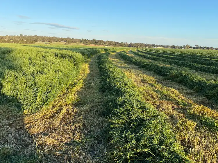 Fifth view of Homely rural property listing, 88 Carthy's Road, Naracoorte SA 5271