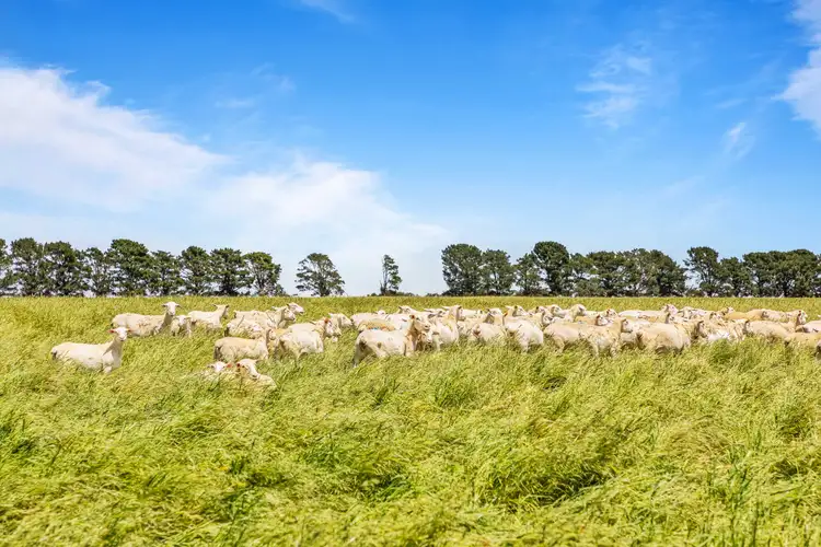 Third view of Homely rural property listing, ' Kalymna West' Andrews Lane, Maroona VIC 3377