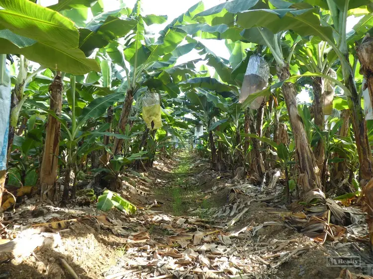 Address available on request