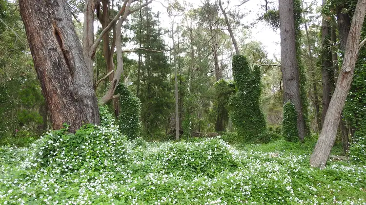 Sixth view of Homely rural property listing, 1700 Osmington Road, (Osmington), Margaret River WA 6285