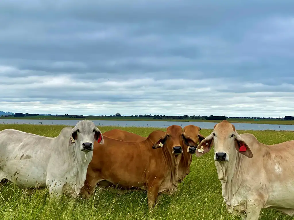 Main view of Homely rural property listing, - Camperdown-Lismore Road, Kariah VIC 3260