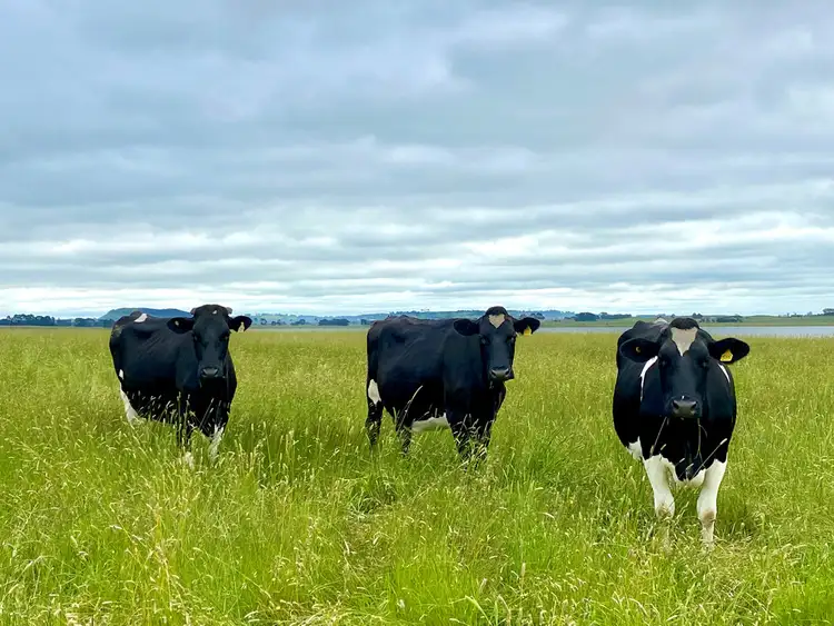 Second view of Homely rural property listing, - Camperdown-Lismore Road, Kariah VIC 3260