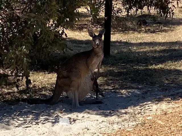 Fourth view of Homely land listing, 129 Kinross Loop, Quindalup WA 6281