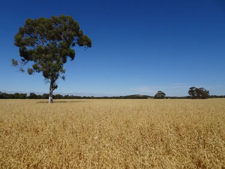Main view of Homely rural property listing, Lot 11 Yilliminning Road, Boundain WA 6312