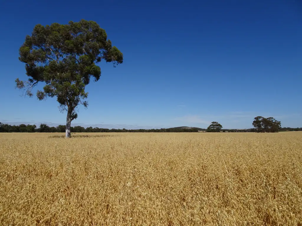 Main view of Homely rural property listing, Lot 11 Yilliminning Road, Boundain WA 6312