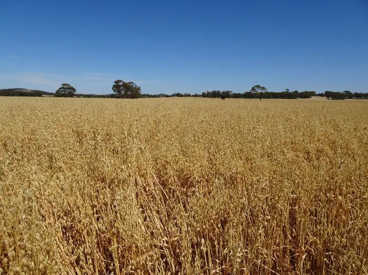 Fourth view of Homely rural property listing, Lot 11 Yilliminning Road, Boundain WA 6312