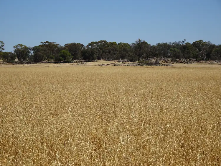 Sixth view of Homely rural property listing, Lot 11 Yilliminning Road, Boundain WA 6312