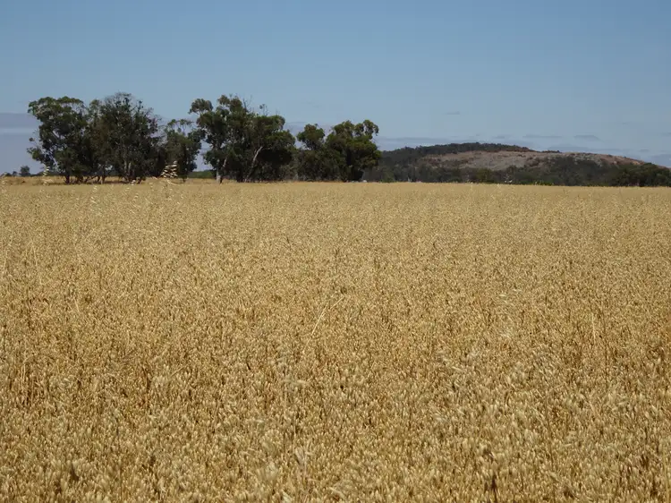 Seventh view of Homely rural property listing, Lot 11 Yilliminning Road, Boundain WA 6312
