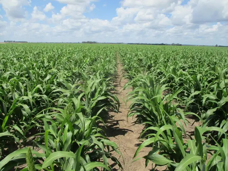 Fifth view of Homely rural property listing, 2087 ACRES HOPELAND DISTRICT, Chinchilla QLD 4413