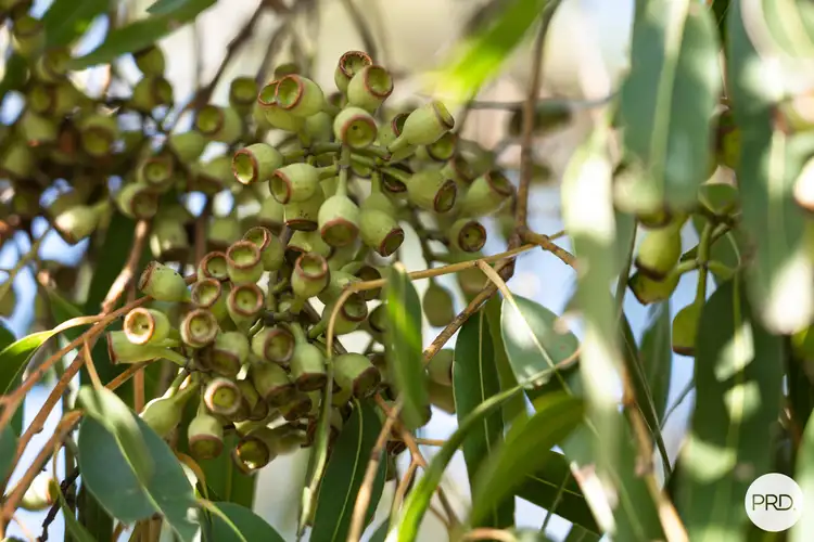 Seventh view of Homely land listing, LOT 1 & 2, 548 Dights Forest Road, Table Top NSW 2640