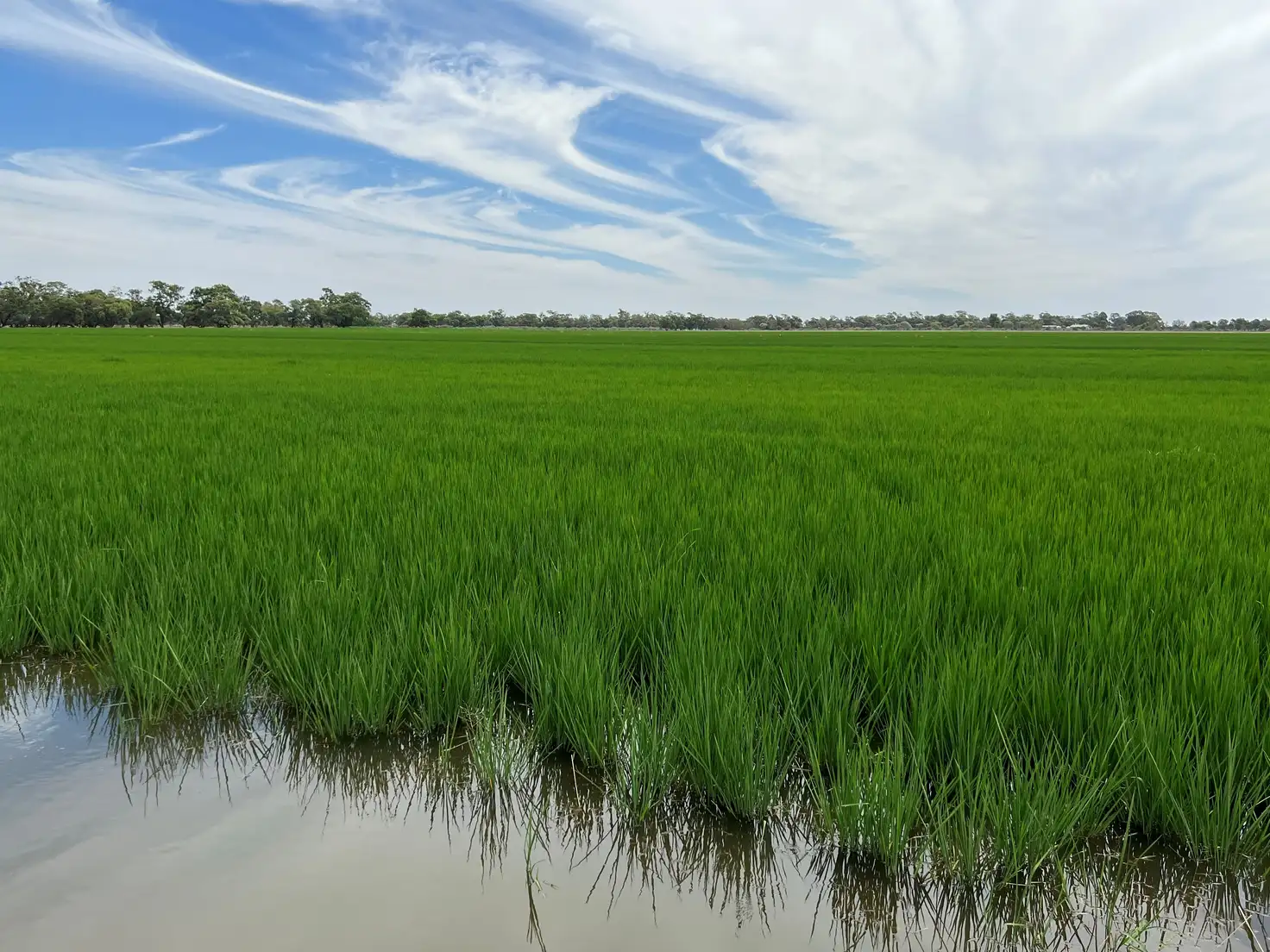 Main view of Homely rural property listing, 894 STUD PARK ROAD, Deniliquin NSW 2710