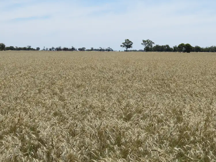 Third view of Homely rural property listing, 894 STUD PARK ROAD, Deniliquin NSW 2710