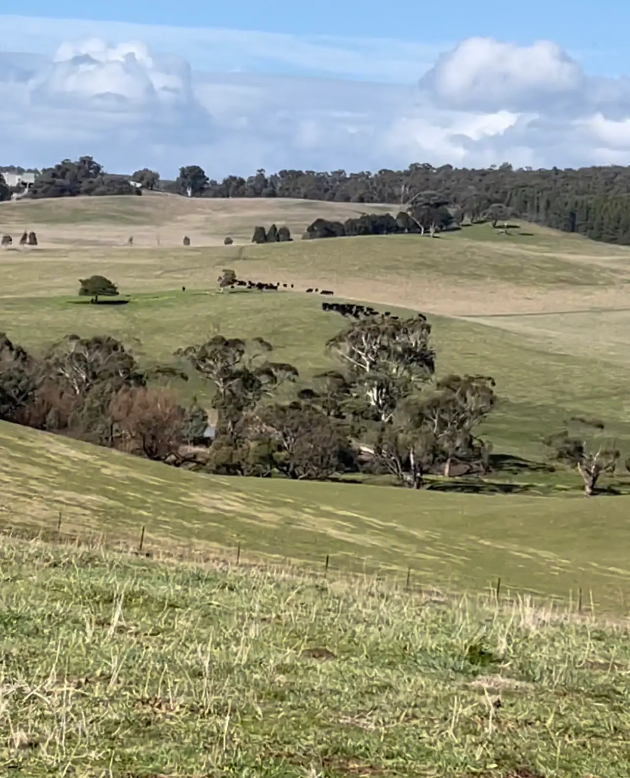 Main view of Homely rural property listing, 181 Wagga Wagga Road, Tumbarumba NSW 2653