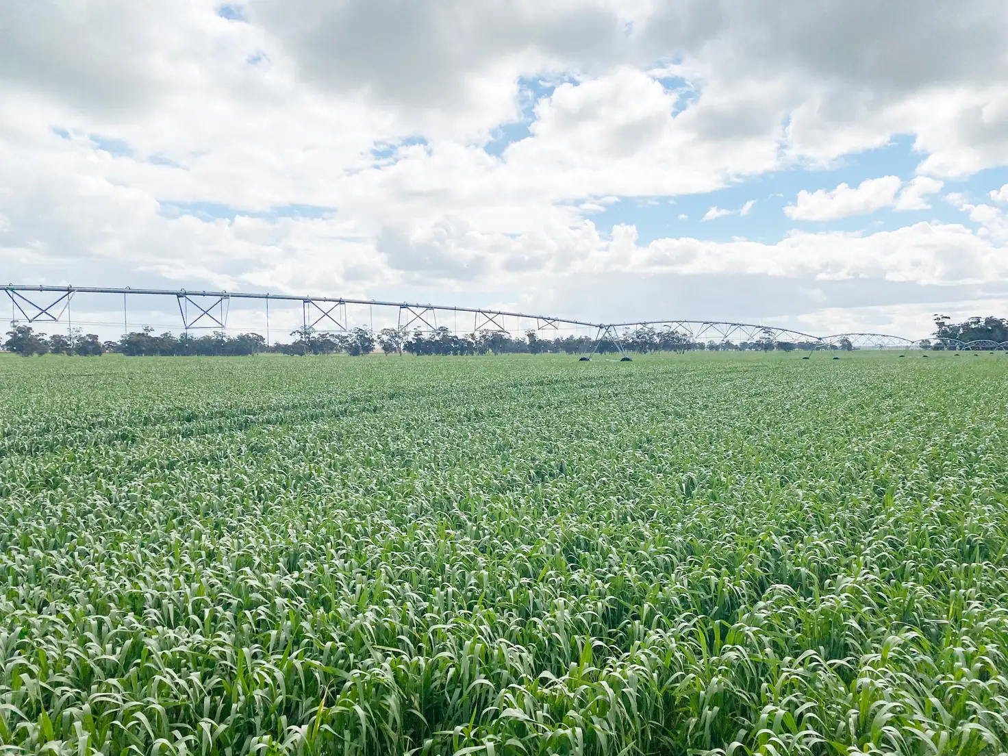 Main view of Homely rural property listing, 405 Linfern Road, Buckingham Via, Mundulla SA 5270