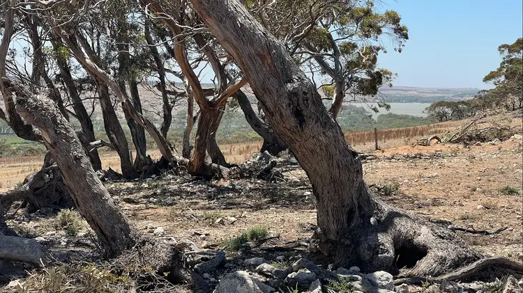 Second view of Homely rural property listing, Allot 2 Schache Road, Younghusband SA 5238
