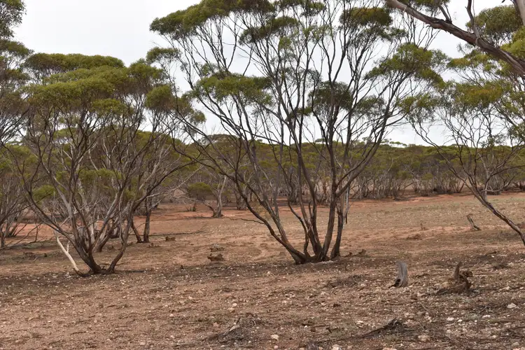 Fifth view of Homely land listing, LOT 327 Diagonal Road, Brownlow SA 5374