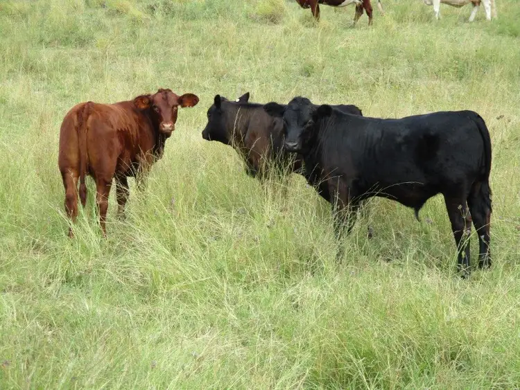 1017 ACRES CATTLE GRAZING, Jandowae QLD 4410