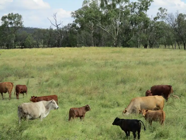 Fifth view of Homely rural property listing, 1017 ACRES CATTLE GRAZING, Jandowae QLD 4410