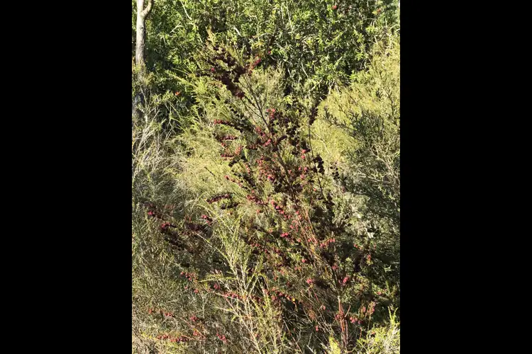 Seventh view of Homely rural property listing, Lot 1561 & 929 Cundinup West Road (Cundinup), Nannup WA 6275