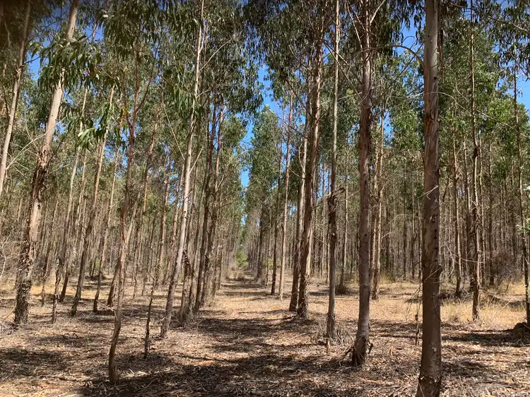 Fourth view of Homely rural property listing, Lot 1 Diagram 97548 Yubarl Road, Northcliffe WA 6262