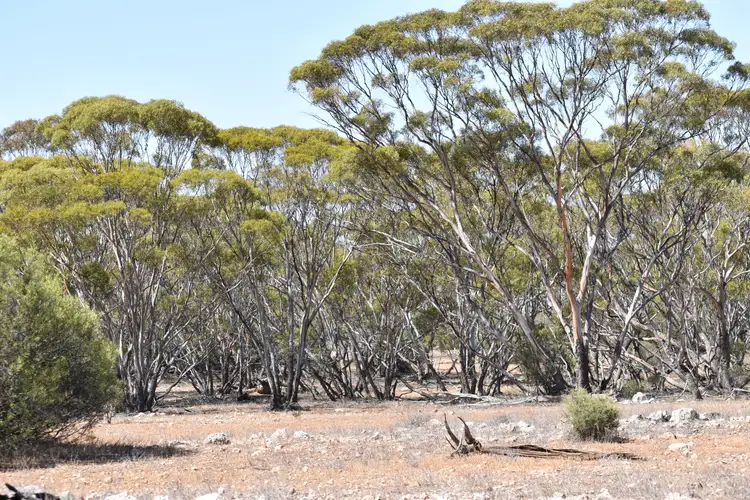 Fourth view of Homely land listing, Lot 277 Lake Short Road, Sandleton SA 5356